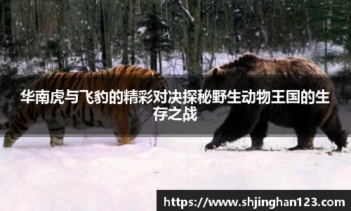 华南虎与飞豹的精彩对决探秘野生动物王国的生存之战